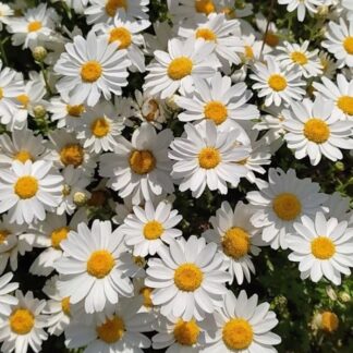 FLORIST SUPPLIES