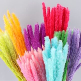 Small Phragmites Australis