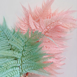 Fern