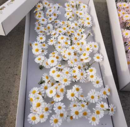 Chamomile Soap Flower