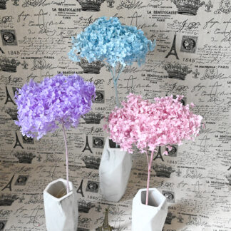 Hydrangea