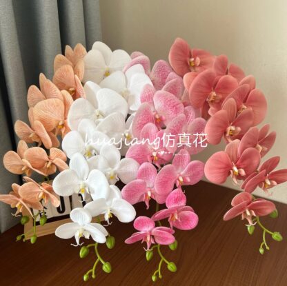 Phalaenopsis