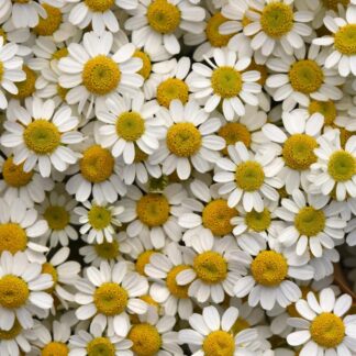 MATRICARIA (LC) (TK) BUNCH