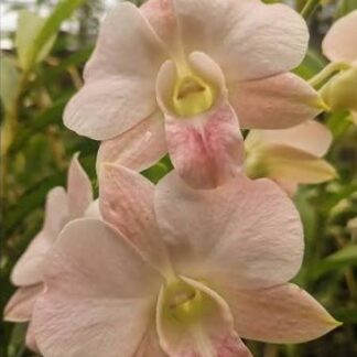 DENDROBIUM ORCHID - APRICOT PINK