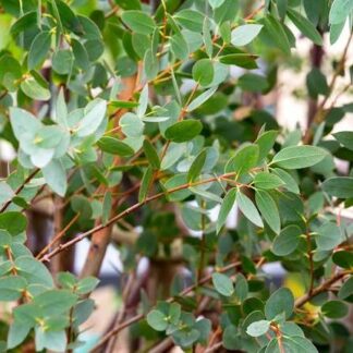 EUCALYPTUS PARVIFOLIA  (CHN)