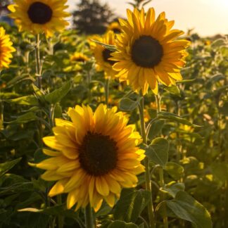 SUNFLOWER GRADE A