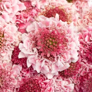SCABIOSA COLOR (KNY)