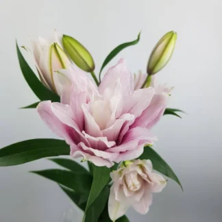 ROSE LILY