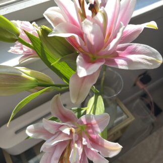 ROSE LILY