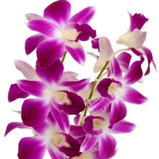 PURPLE DENDRODIUM